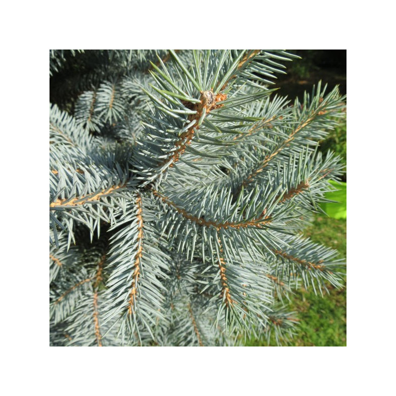 Picea pungens baby blue