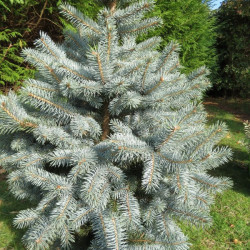 Picea pungens baby blue