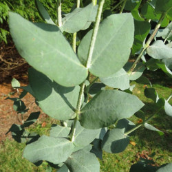 Eucalyptus cordata