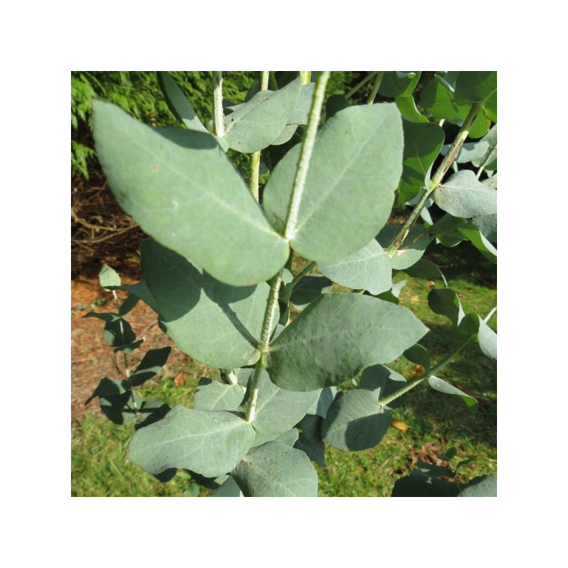 Eucalyptus cordata