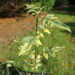 Jasminum officinalis argenteovariegatum