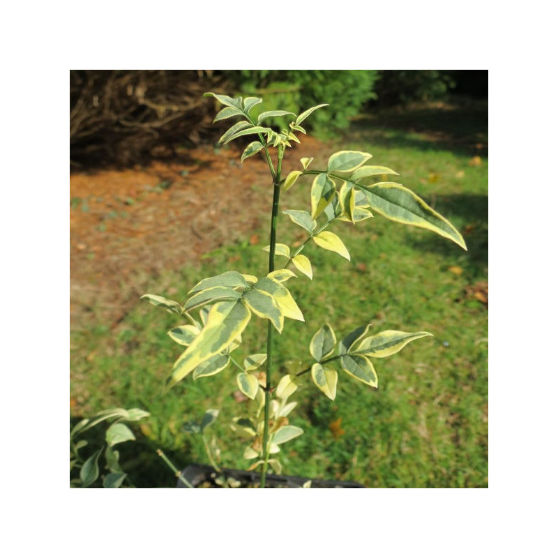 Jasminum officinalis argenteovariegatum