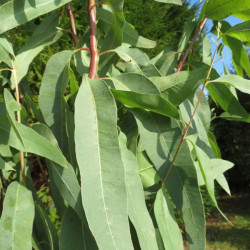 Eucalyptus camaldulensis