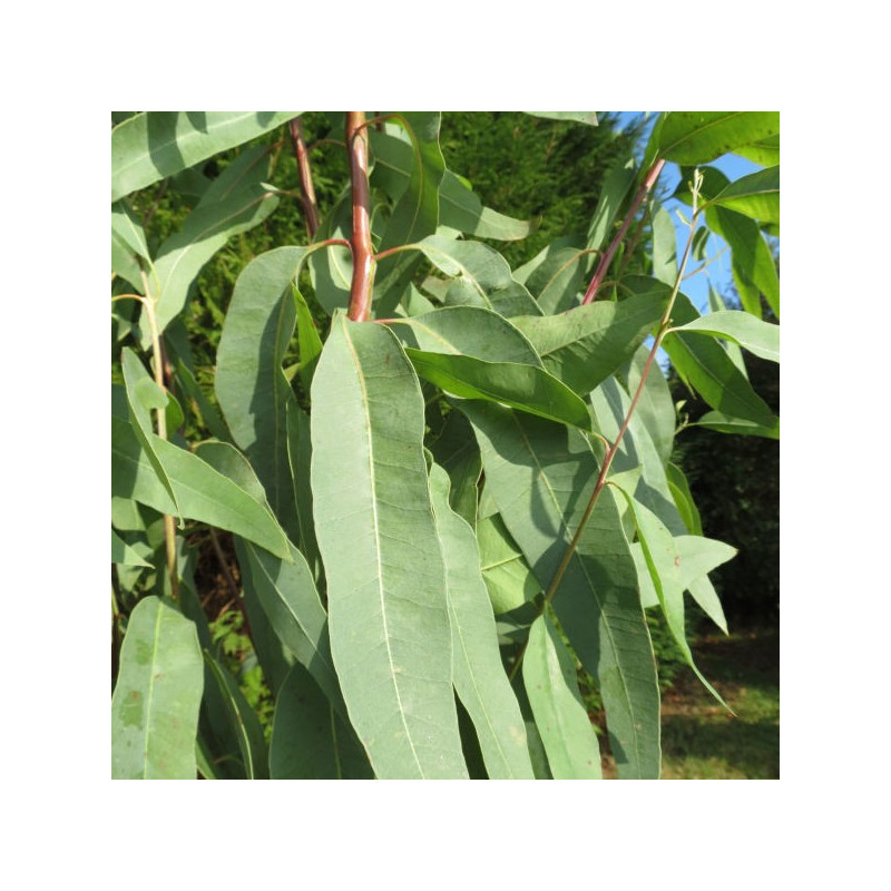 Eucalyptus camaldulensis