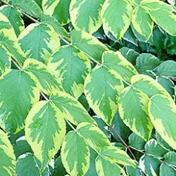 Aralia elata aureovariegata