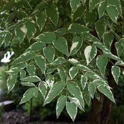 Aralia elata silver umbrella