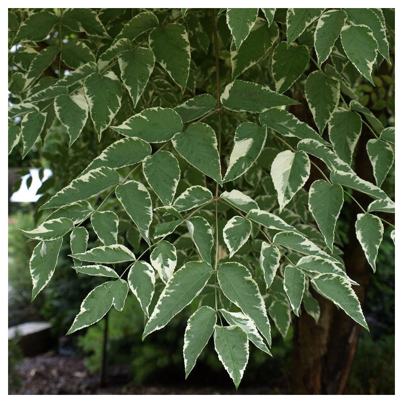 Aralia elata silver umbrella