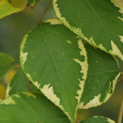 Aralia elata golden umbrella