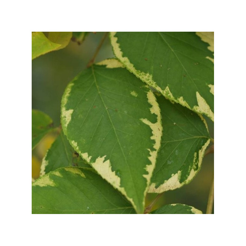 Aralia elata golden umbrella