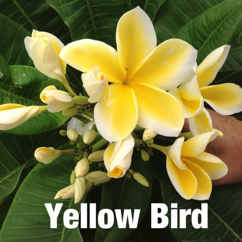 Semi Di Plumeria (Frangipani) Varietà Heidi Gold - 4 Semi Per Coltivare La Tua Pianta Tropicale Profumata