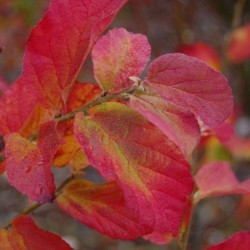 Parrotia persica Burgundy