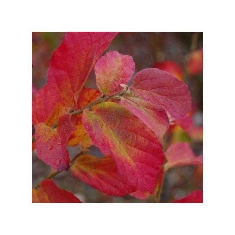 Parrotia persica Burgundy