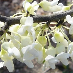 Cercis vanilla twist