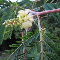 Albizia Julibrissin 'Rouge Selection' – Arbre à Soie Fleuri Rouge | Conteneur 3-4L | Parasol Naturel Pour Jardin