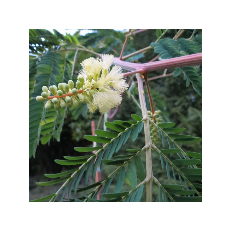 Albizia lophanta