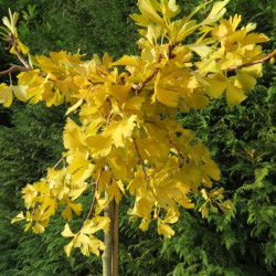 Ginkgo Boleslaw Chrobry®