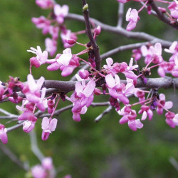 Cercis melon beauty