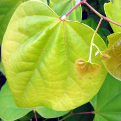 Cercis melon beauty