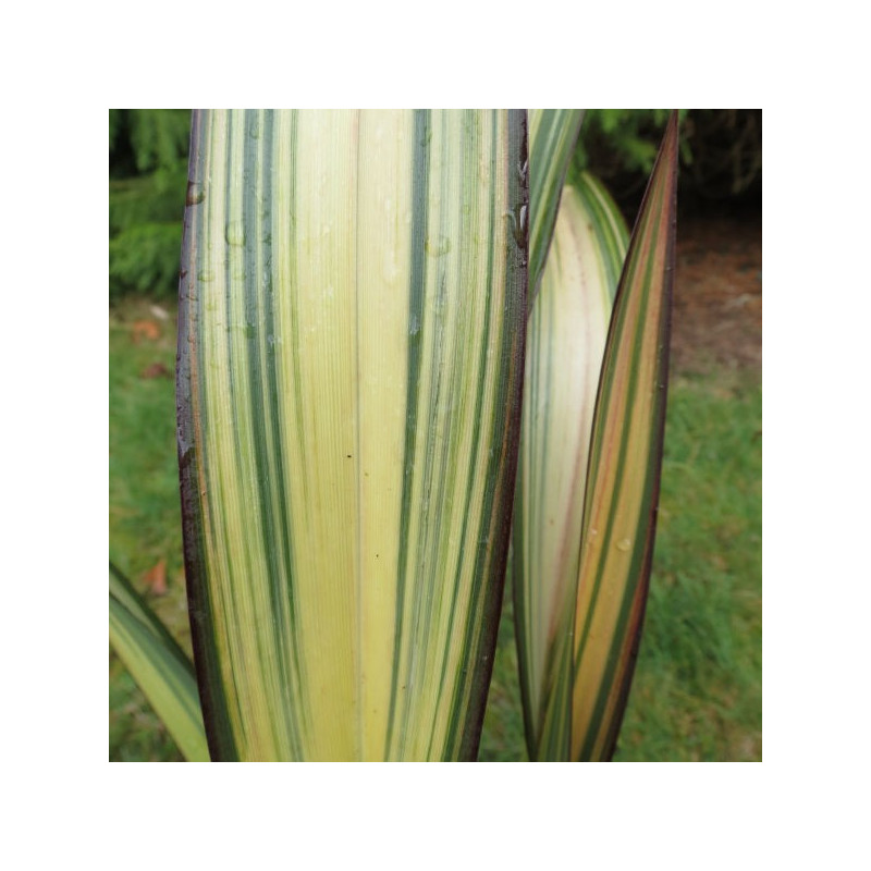 Phormium golden sword