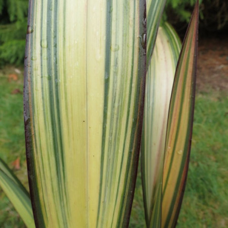 Phormium golden sword