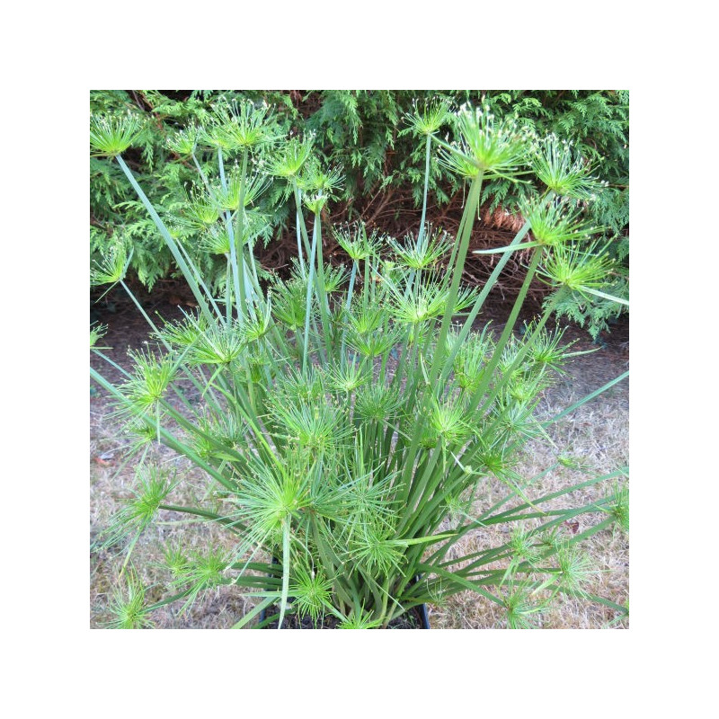 Cyperus papyrus Cleopatra