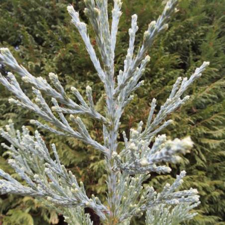 Sequoiadendron giganteum glaucum