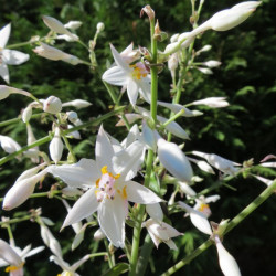 Arthropodium cirrhatum