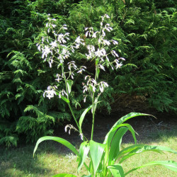 Arthropodium cirrhatum