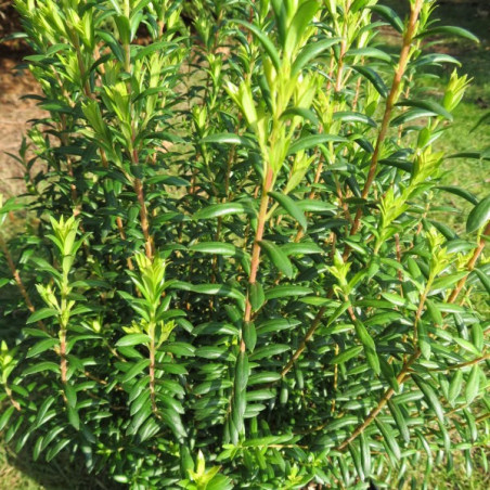 Agathosma glentana