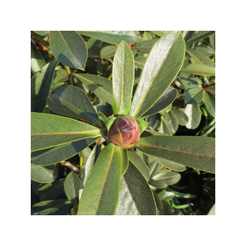 Rhododendron crassum