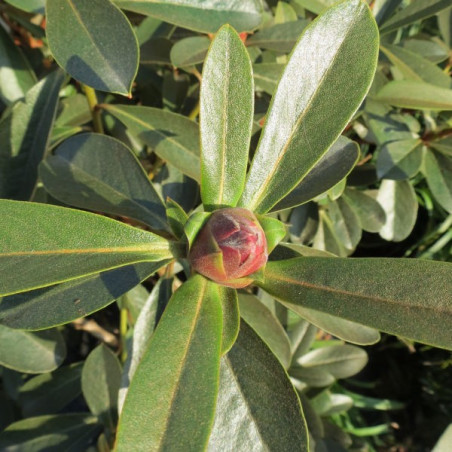 Rhododendron crassum