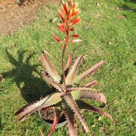 Aloe elgonica