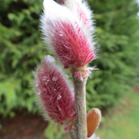 Salix Mt Aso