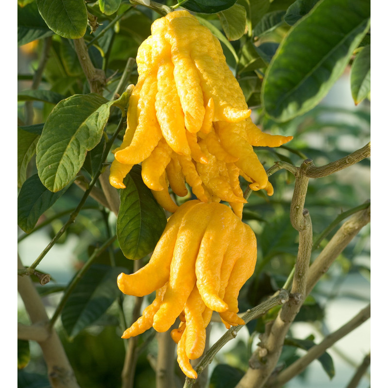 Citrus Medica Main De Bouddha - Plante En Pot 20/22 Cm - Agrumes Décoratifs