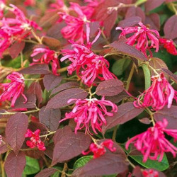 Loropetalum 'fire dance'