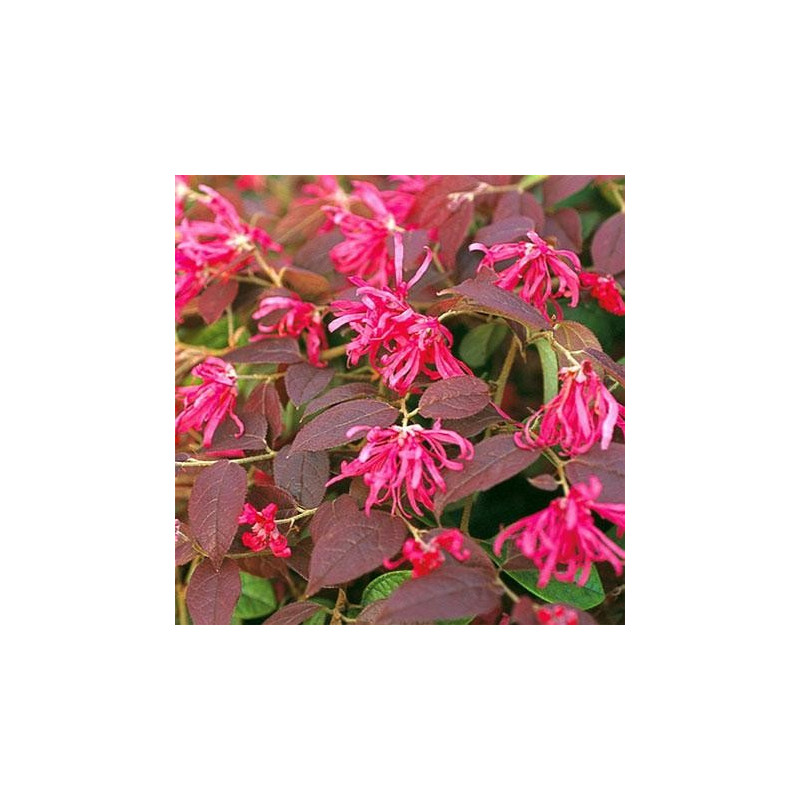 Loropetalum 'fire dance'