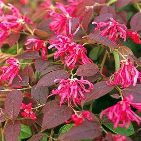 Loropetalum 'fire dance'