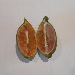 Citrus australasica pink ice