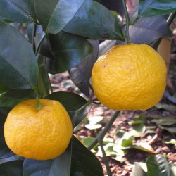 Citrus keraji