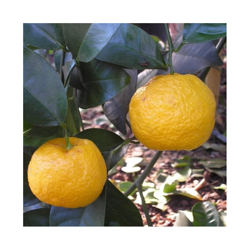 Citrus keraji