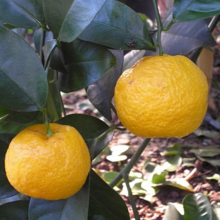 Citrus Keraji