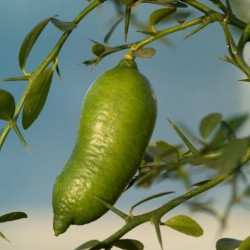 Citrus australasica Faustrime