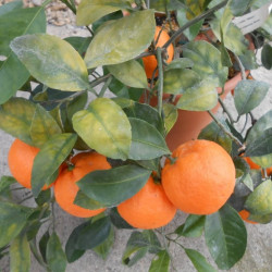 Citrus unshiu 'wase'