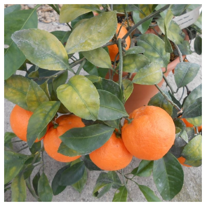 Citrus unshiu 'wase'