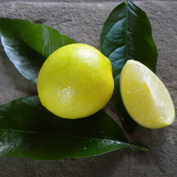 Citrus latifolia Tahiti