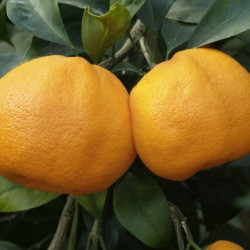 Citrus unshiu miyagawa