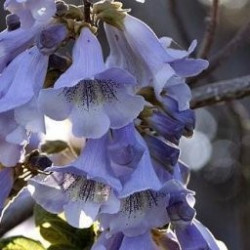 Paulownia Fortunei FAST BLUE ('Minfast')