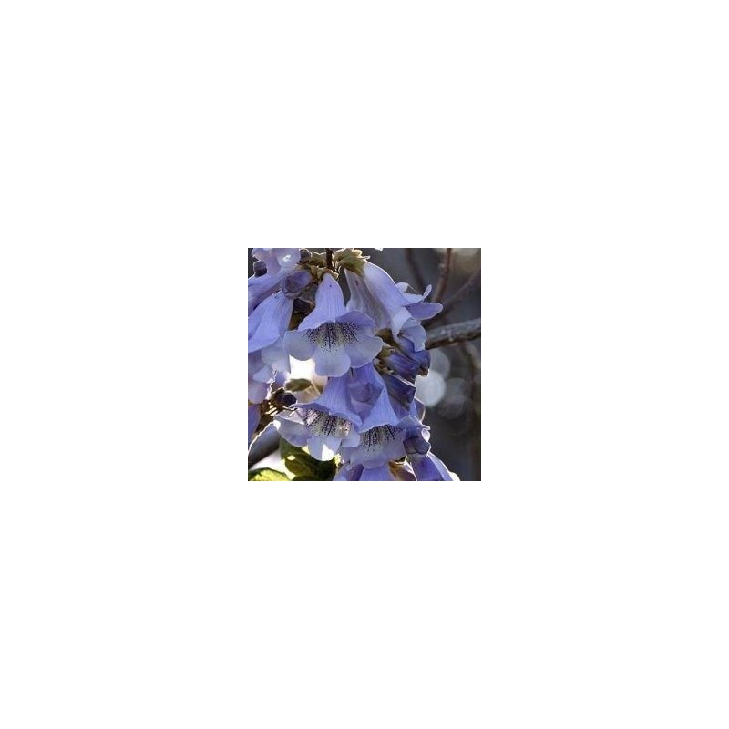 Paulownia fortunei fast blue®