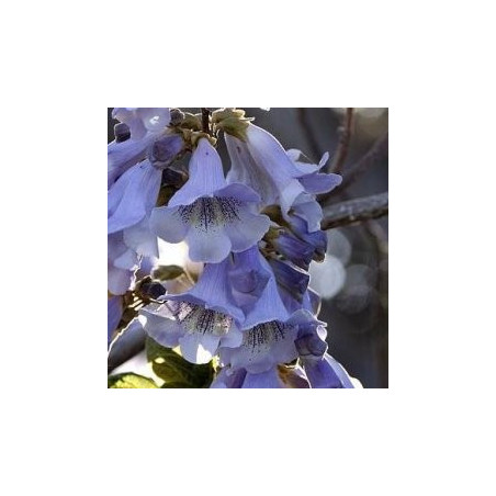 Paulownia fortunei fast blue®