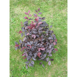 Loropetalum 'fire dance'